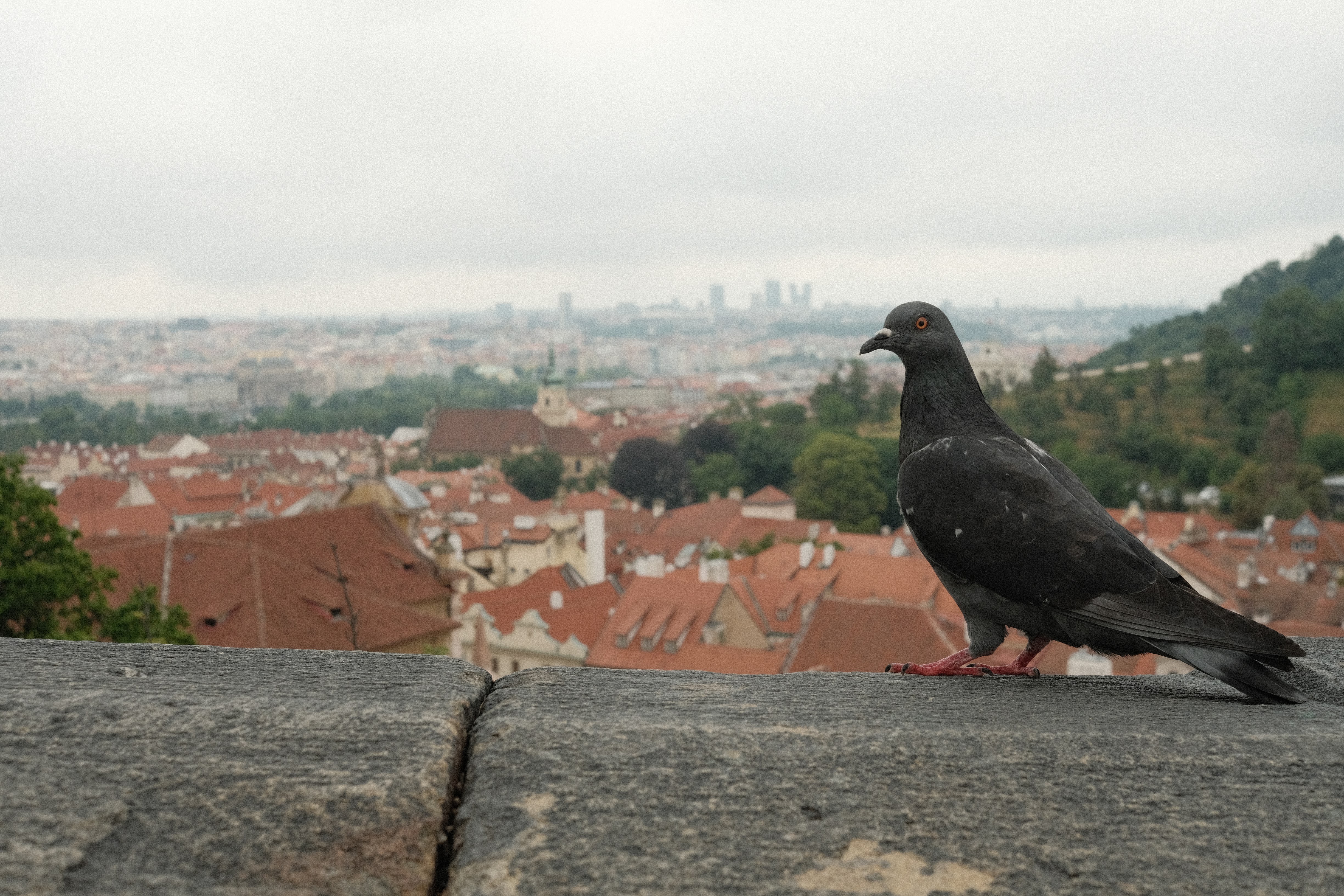 pidgen